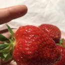 청수과일 이미지