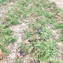 병팔농장 이미지