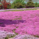 늘푸른장 이미지