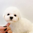 도그아트켄넬 이미지