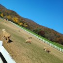 용인목장 이미지