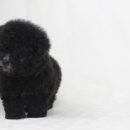 엘리시안퍼피 이미지