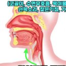 목에 뭐가 걸린 느낌 가래낀 느낌 이물감 음식 매핵기 이미지