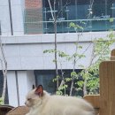 에브리캣 이미지