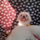 몽모드펫 이미지