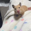 뵤뵤 Daum카페