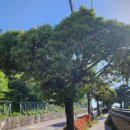 여황로가로수 이미지