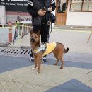 고형의 믹스견 이미지