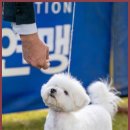 그린펫그루밍 이미지