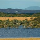 오리노코(orinoco) 이미지