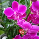 심천부항기 이미지