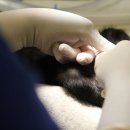 일산시티 동물의료센터 | 일산동물병원 24시 일산시티동물의료센터 진료와 치료 후기
