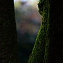 우약정 매점 이미지