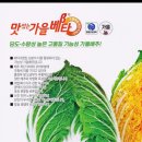 [공동구입] 김장배추(가을배타)씨앗나눔합니다 이미지