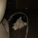 원샷클리어