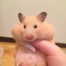 하비스튜디오