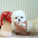 부산강아지분양 테디럽 명지본점 이미지