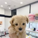 미유펫 강아지고양이 수원점 이미지