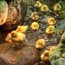 미운오리농장 이미지