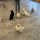 갈매독 애견유치원 | [갈매독] 퇴계원 애견 유치원 강아지 생일파티했어요 ~