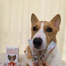 우리집 막둥이 | 강아지 피부건강 모리안 우리집 막둥이 피부건강 유산균 영양제 고양이 겸용