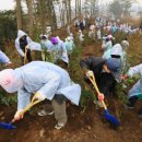 생명나무숲 이미지