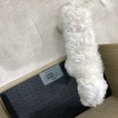 동물병원 다움 이미지