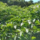 신구농장 이미지