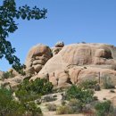 별빛아래 | 조슈아트리 인생샷 보장! 별빛 아래 힐링 투어 후기