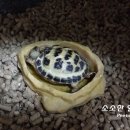 거북목욕탕 이미지