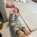 파티가는 댕댕이 이미지