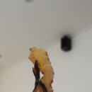 웰빙낙시