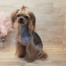 체인지펫샵 이미지