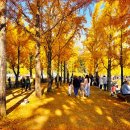 은행나무길 이미지