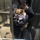 임자네,묭실