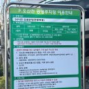 세교복지타운 | 오산천 벚꽃축제 vs 동탄호수공원 전부 다녀온 벚꽃놀이 명소 후기