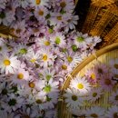 농업회사법인㈜백민구절초연구소 이미지