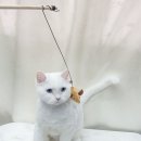 원 반려동물 미용실 이미지