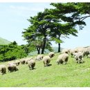 서성목장 이미지