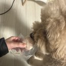 어뇽어뇽 이미지