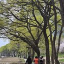 논현로28길(벚꽃길) 이미지