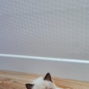 멍멍아 놀자 이미지