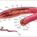 심장병, 협심증, 심근경색, 고지혈증에 효험있는 지렁이 이미지