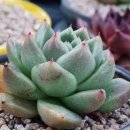 샐리가든 이미지