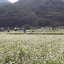 남영제약영농조합 | [여행] 하동 북천 코스모스·메밀꽃 축제 2025: 가을 인생샷 명소부터 꿀팁까지 총정리!