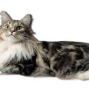 개와냥이동물병원 이미지