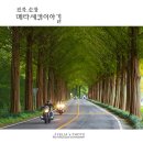 순창 메타세콰이어길 이미지