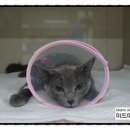 미드미 동물의료센터 이미지