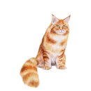 신내초등학교 이미지