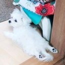 강아지발바닥 이미지